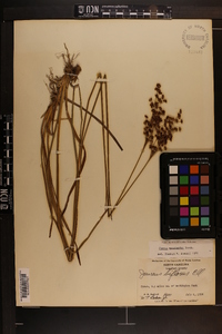 Juncus biflorus image