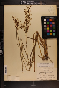 Juncus biflorus image