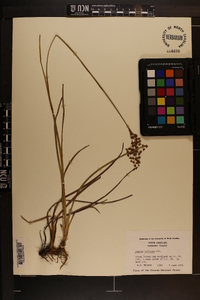 Juncus biflorus image