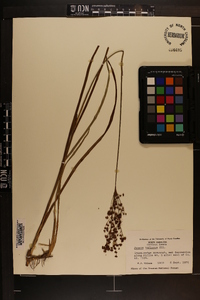 Juncus biflorus image