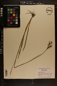 Juncus biflorus image