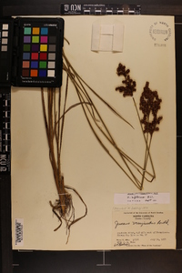 Juncus biflorus image