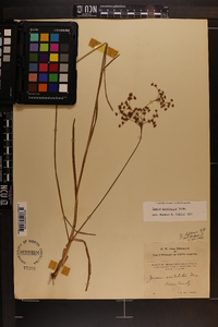 Juncus biflorus image