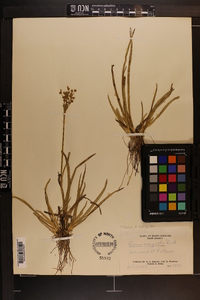 Juncus biflorus image