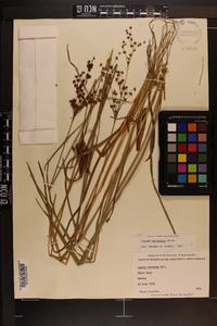 Juncus biflorus image