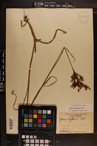 Juncus biflorus image