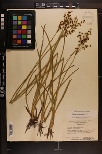 Juncus biflorus image