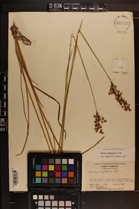 Juncus biflorus image