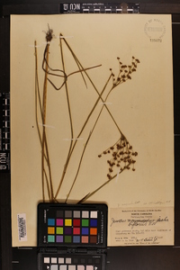 Juncus biflorus image