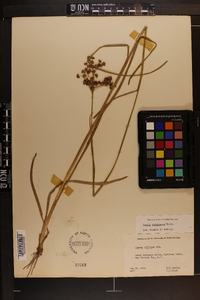 Juncus biflorus image