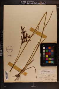 Juncus biflorus image