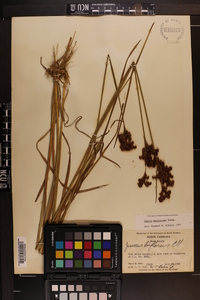 Juncus biflorus image