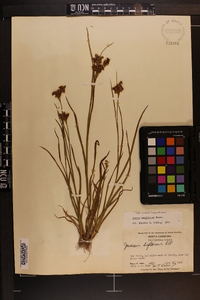 Juncus biflorus image