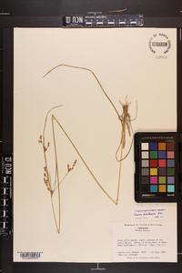 Juncus dichotomus image