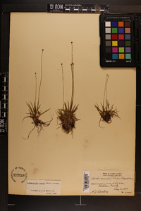 Lachnocaulon anceps image