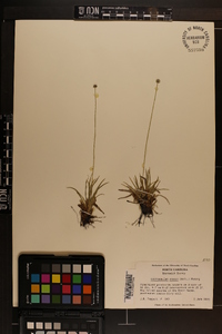 Lachnocaulon anceps image