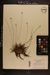 Lachnocaulon anceps image