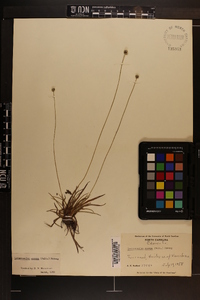 Lachnocaulon anceps image