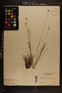 Lachnocaulon anceps image