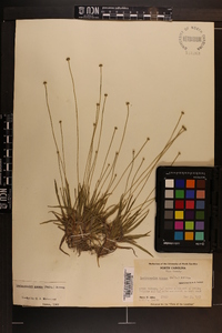 Lachnocaulon anceps image