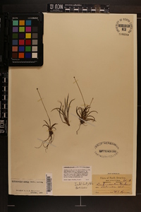 Lachnocaulon anceps image