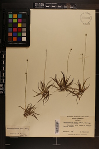 Lachnocaulon anceps image