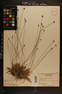 Lachnocaulon anceps image