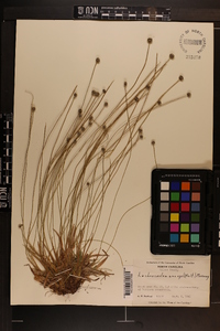 Lachnocaulon anceps image