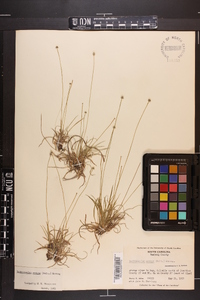 Lachnocaulon anceps image