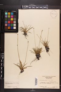 Lachnocaulon anceps image