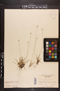 Lachnocaulon anceps image