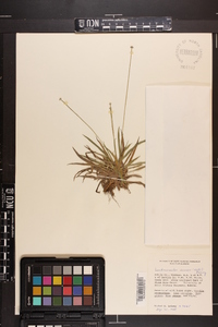 Lachnocaulon anceps image