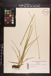 Lachnocaulon anceps image