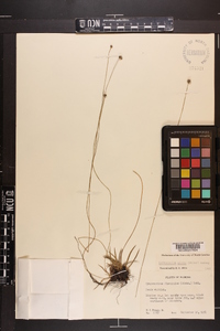 Lachnocaulon anceps image