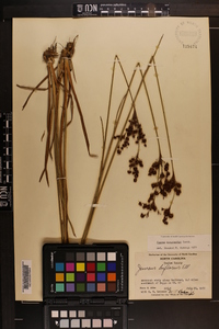 Juncus biflorus image