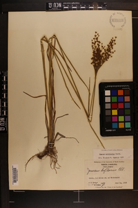 Juncus biflorus image