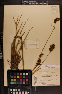 Juncus biflorus image