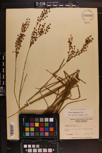 Juncus biflorus image