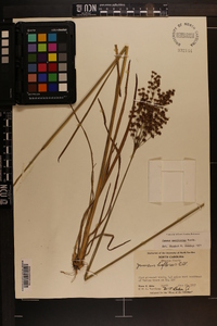 Juncus biflorus image