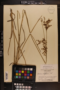 Juncus biflorus image