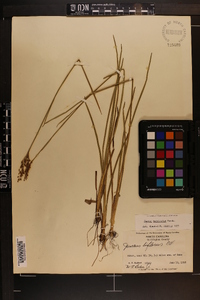 Juncus biflorus image