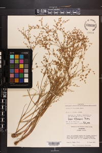 Juncus diffusissimus image