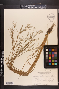 Juncus diffusissimus image