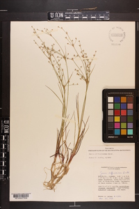 Juncus diffusissimus image