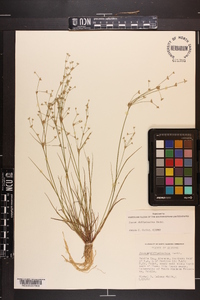 Juncus diffusissimus image