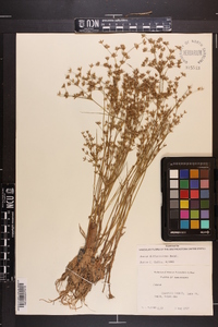 Juncus diffusissimus image