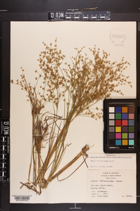 Juncus diffusissimus image