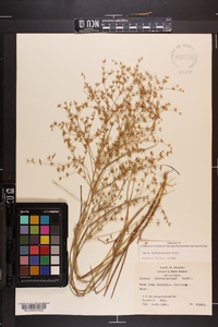 Juncus diffusissimus image