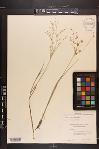 Juncus diffusissimus image