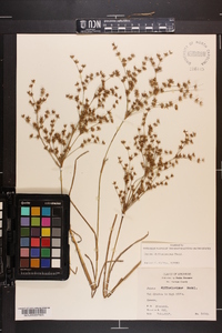 Juncus diffusissimus image